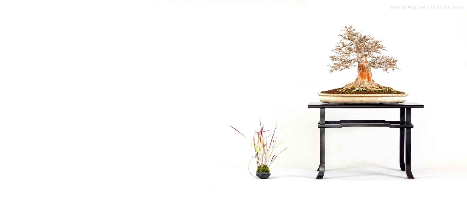 bonsai and suiseki mustra, bonsai exhibition, suiseki exhibition, mustra, marczika, bonsai studio, bonsai demo, bonsai workshop, erd, hungary, pinus bonsai, bonsai demo, workshop fenyo 2 bonsai es suiseki mustra bonsaj es suiseki kiallitas meghivo